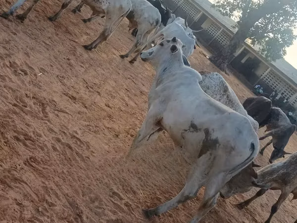 Ng'ombe jike, Brahman