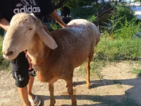 Carnero, Agin sheep — foto 3