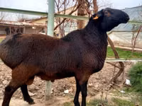 Ram, Sheep — photo 3