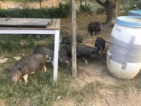 Boar — photo 3