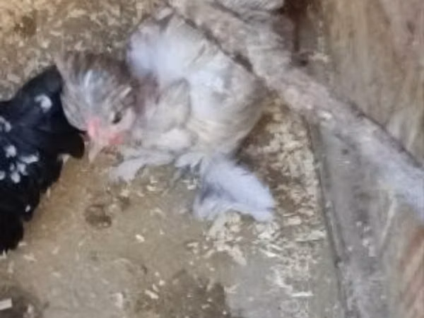 Chickens