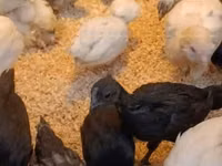 आयम सेमानी — फ़ोटो 2