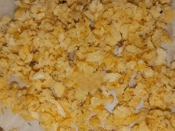 (Bsf)Black Soldier Fly Eggs