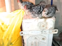 Chickens — फ़ोटो 6