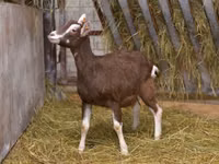 Mbuzi jike, Toggenburg goat — picha 2