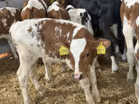 Rinder (Partie, Geschlecht nicht angegeben), Simmental cattle — Foto 2
