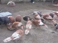Turkeys — Foto 7