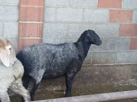 母羊, Sheep — 照片 1