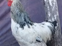 براهما — الصورة 4