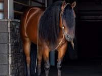 घोड़ा, Quarter Horse — फ़ोटो 2