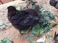 Chickens — photo 5
