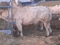 Toro, Charolais cattle — foto 1