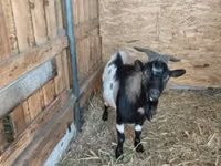 Ziegenbock, Dutch Landrace goats — Foto 1