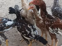 Chickens — picha 8