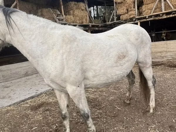 Yegua, Tersk horse