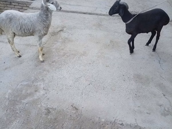 كبش, الأغنام