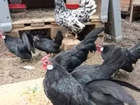 Bantam — picha 4