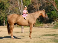 Farasi dume, Quarter Horse — picha 2