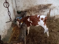 सांड, Simmental cattle — फ़ोटो 2