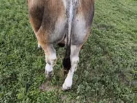 Bull, Partenaise cattle — photo 4
