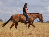 Caballo, Quarter Horse — foto 3