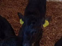 Cattle (batch, sex not specified), Cattle — photo 4