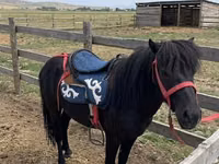 घोड़ा, North Swedish horse — फ़ोटो 3