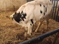 公牛, Russian Black pied cattle — 照片 4