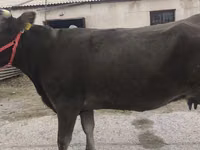 Ng'ombe jike, Ala-Tau breed — picha 2