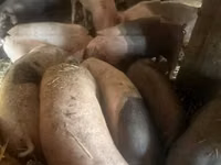 सूअर (लॉट, लिंग निर्दिष्ट नहीं), सूअर — फ़ोटो 3