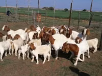 Mbuzi (kikundi, jinsia haijatajwa), Boer goat — picha 4