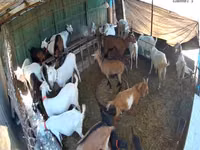 बकरी, Saanen goat — फ़ोटो 4
