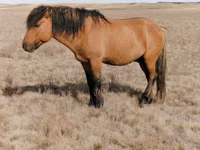 حصان, Mugalzhar horse — الصورة 1