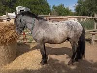 Hengst, Appaloosa — Foto 3