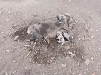 Säue, Schweine — Foto 1