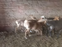 Schaf, Tian-Shan semifinewool sheep — Foto 2