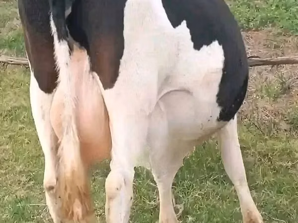 Ng'ombe jike, Banda la Holstein