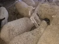 Sheep (batch, sex not specified), Suffolk sheep — photo 5