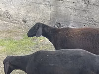 Dume la kondoo, Rhon sheep — picha 4