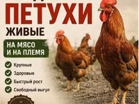 Кучинская юбилейная — фото 1