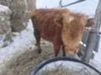 Bulle, Highland — Foto 3