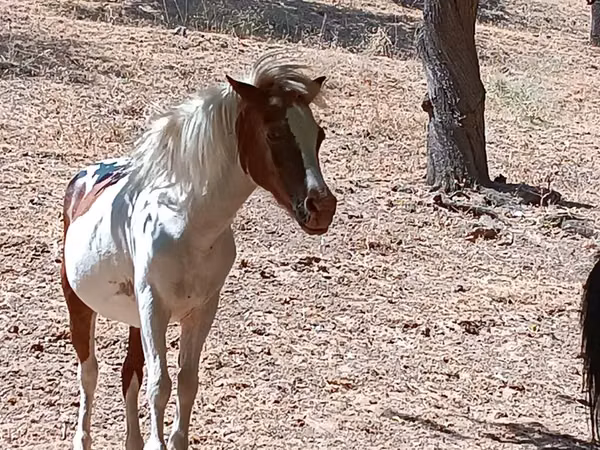 घोड़ी, Shetland Pony