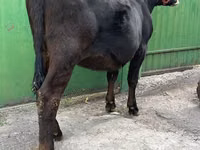 Ng'ombe jike, Ala-Tau breed — picha 1