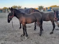 घोड़ा, Friesian — फ़ोटो 2