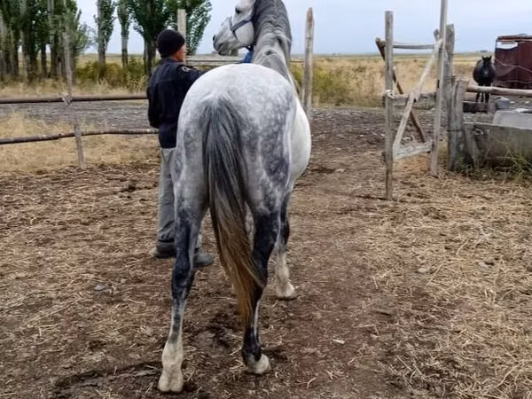 Farasi dume, Friesian sport horse