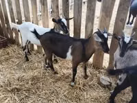 Billy Goat, Goats — photo 4