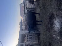 Toro, Latvian Blue cattle — foto 1