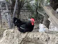 Chickens — Foto 3