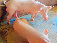 Cerdos (lote, sexo no especificado) — foto 2