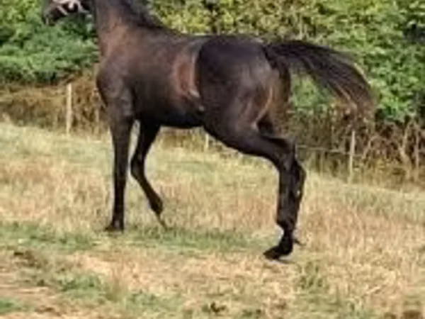 Horse (M), Thoroughbred horse